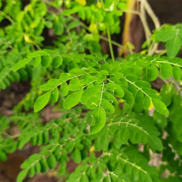 Moringa-3